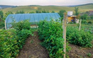 Teren intravilan de 1550 mp în localitatea Buznea, strada Corneliu Coposu - Poză 3