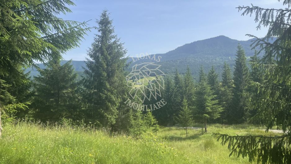 Teren intravilan 1000 mp cu utilitati-ideal cabana, pensiune-Colibita - Poză 3