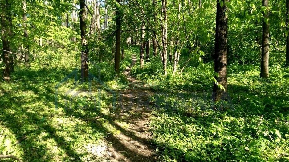 Teren forestier de 10.000 mp în zona Bucium, Iași – Oportunitate de investiție - Poză 3