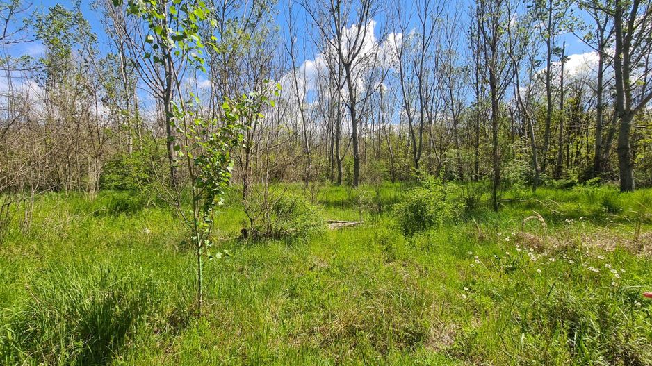 Teren de vanzare / Dem Radulescu - Poză 9