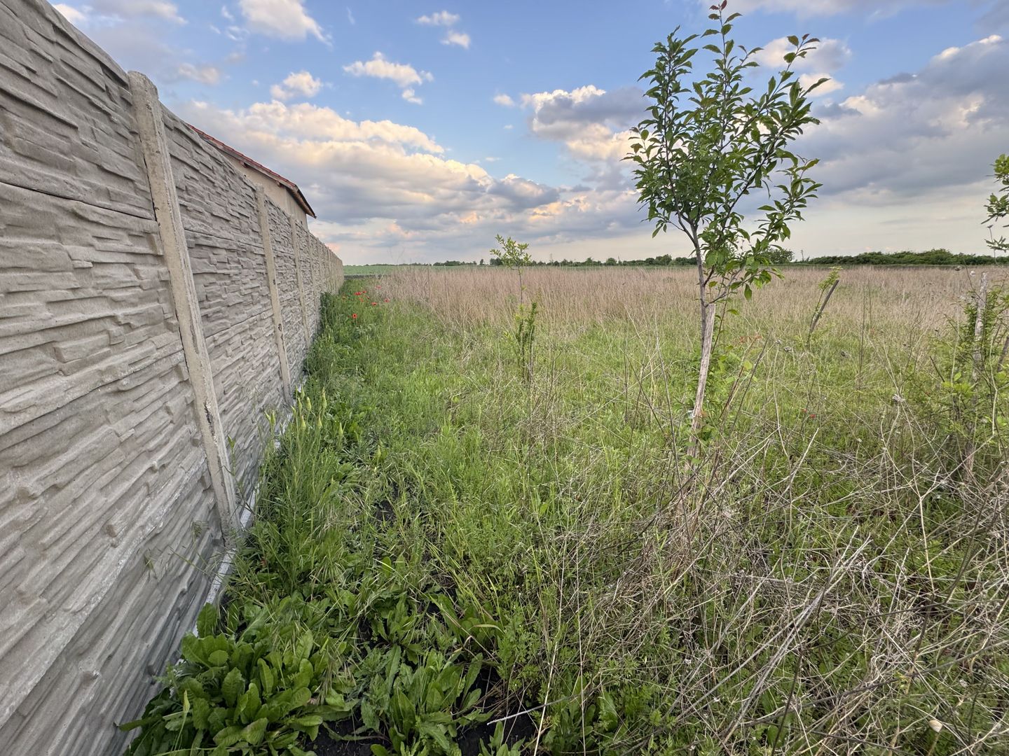 Teren Intravilan Becicherecu Mic ,776 mp,Fs. 17,5m - Poză 3