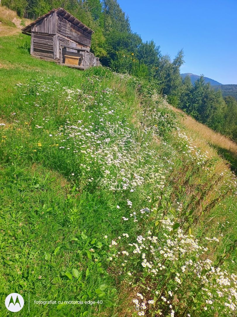 Teren extravilan investiție Rachitele Cluj - 31.555 mp - Poză 2