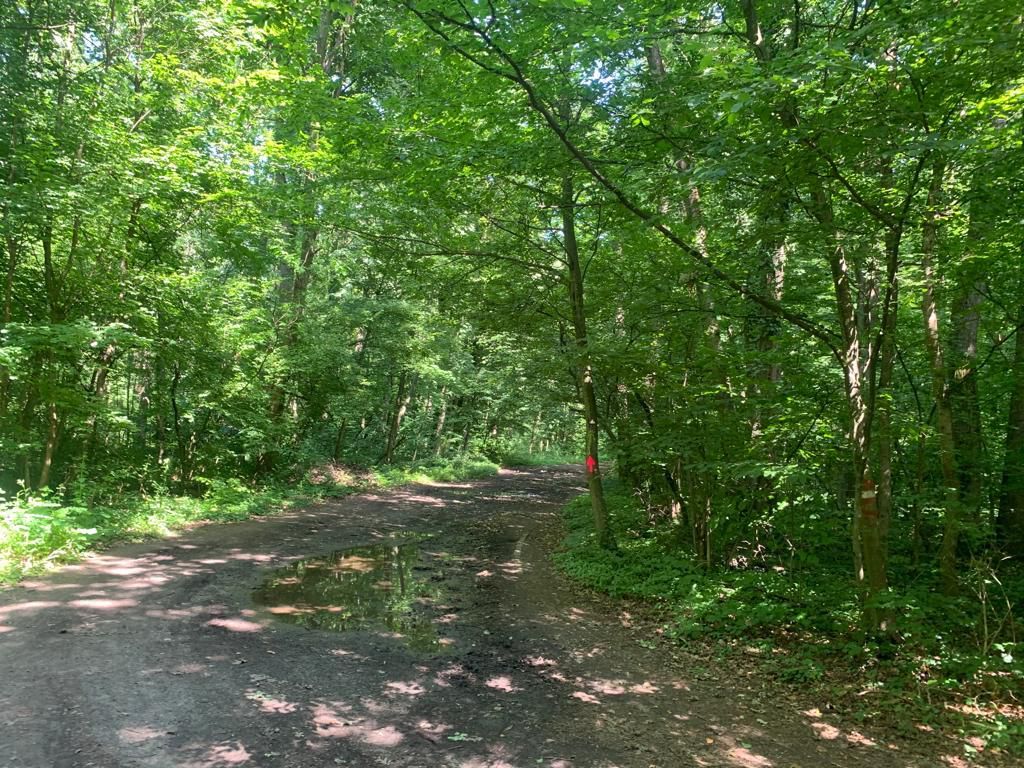 192842 mp teren in Padurea Baneasa proiect exclusivist - Poză 17