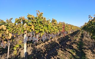 Plantație de viță-de-vie 5,7 ha  investiție cu recuperare rapidă - Poză 5