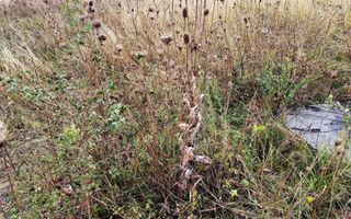 Teren extravilan, pretabil  construcție case/sediu logistic. - Poză 2