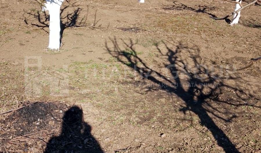 Livada+gradina, teren intravilan 2902mp, Damienesti-Bacau, comision 0 - Poză 16