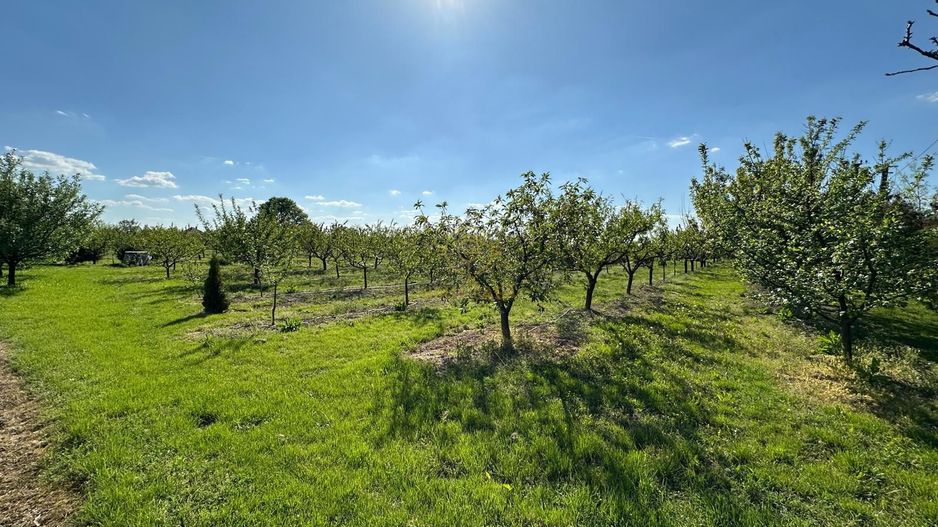 De vanzare Teren 20000MP cu sere/solarii și plantații - Poză 11