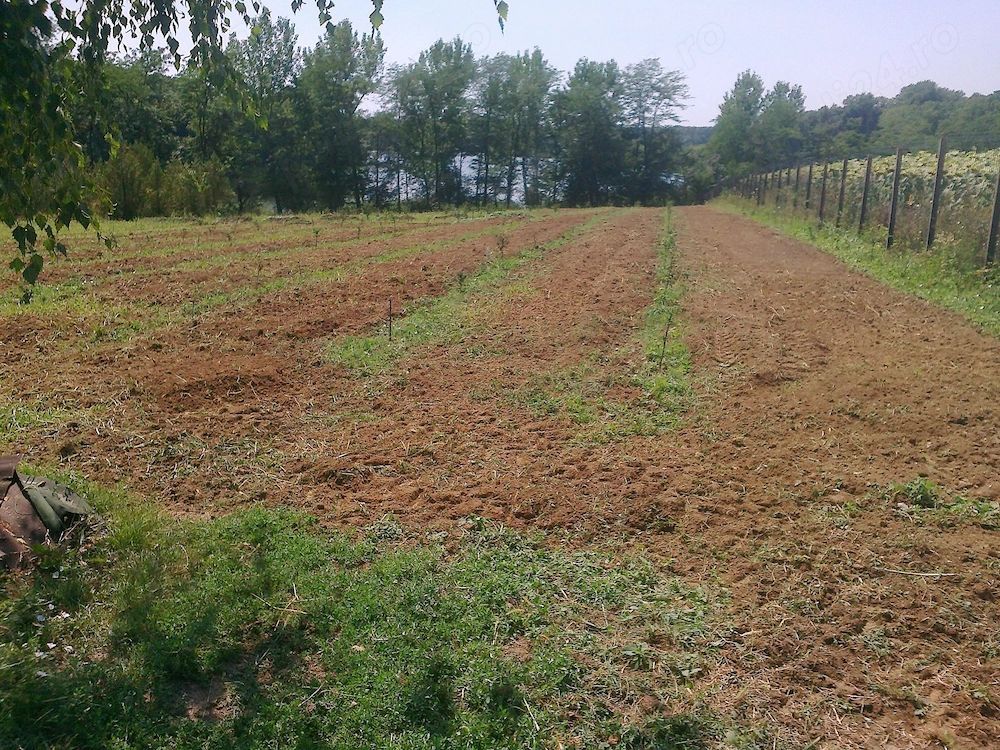 Teren intravilan | Langa lac si padure | Ciolpani - Poză 1