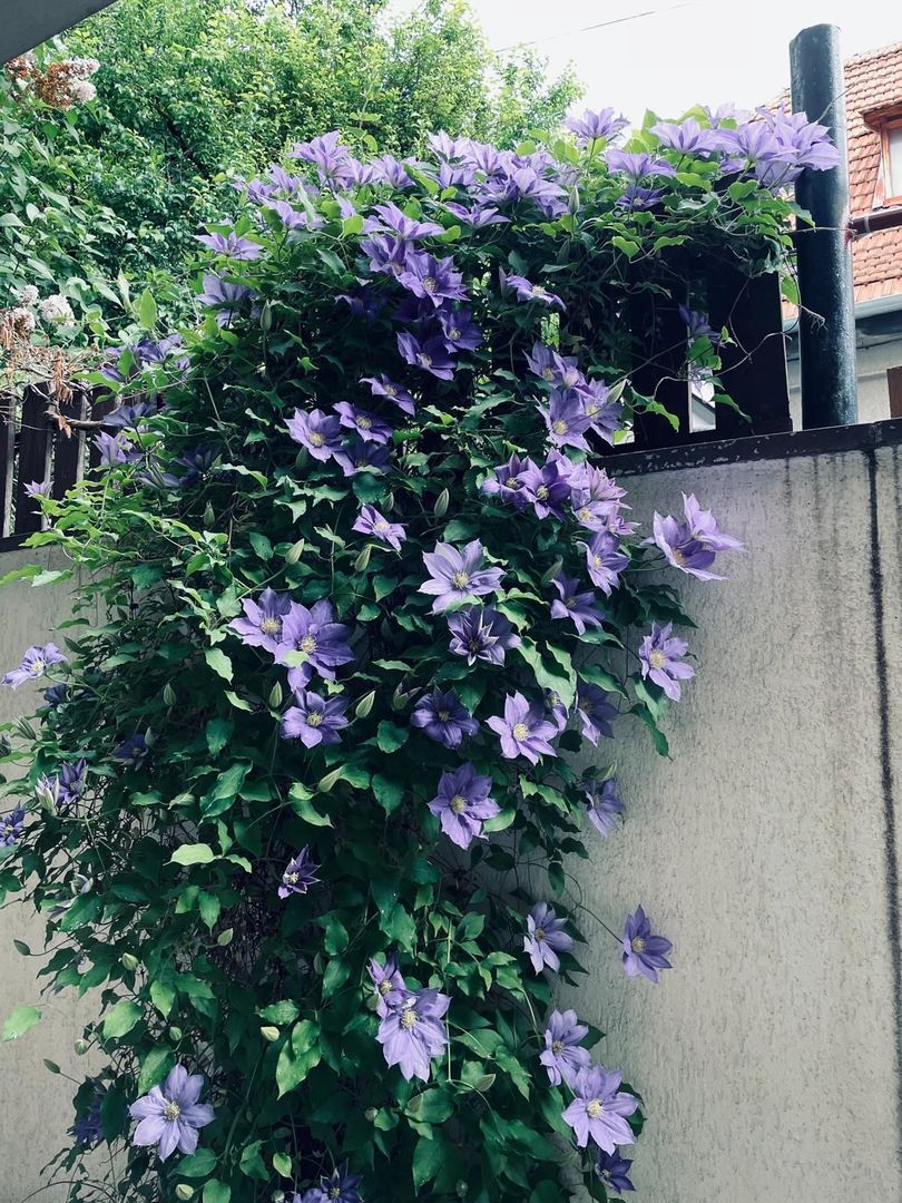 Bartolomeu, (zona strada Lungă), casa construcție 2009 - Poză 27