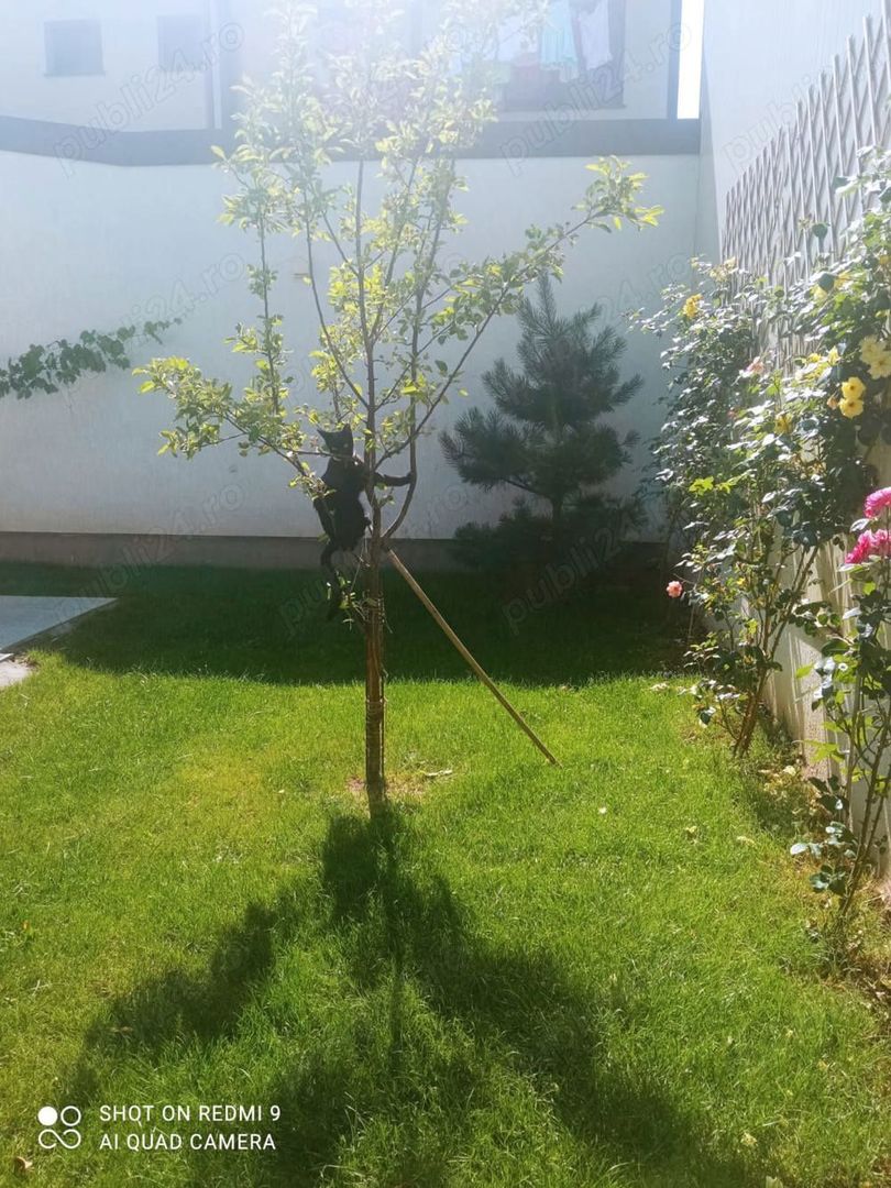 Vand apartament 5 camere ,200mp ,parter + curte proprie 150 mp - Poză 8