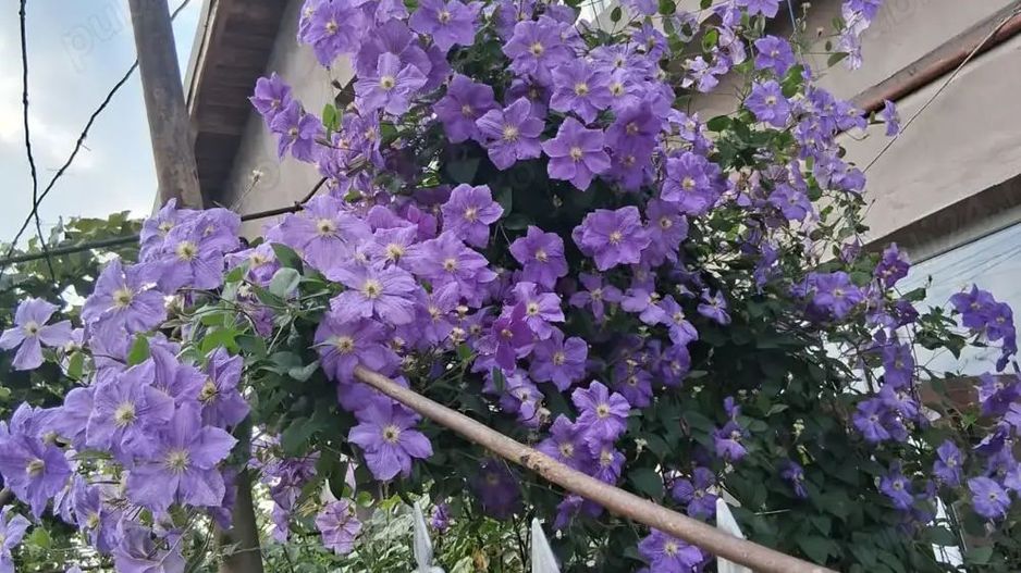 casă în Dascălu, IF - Poză 3