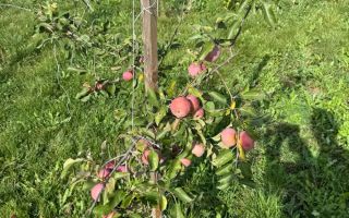 Casa de Vanzare  GORNESTI- Renovata 2025 semifinisata. - Poză 8