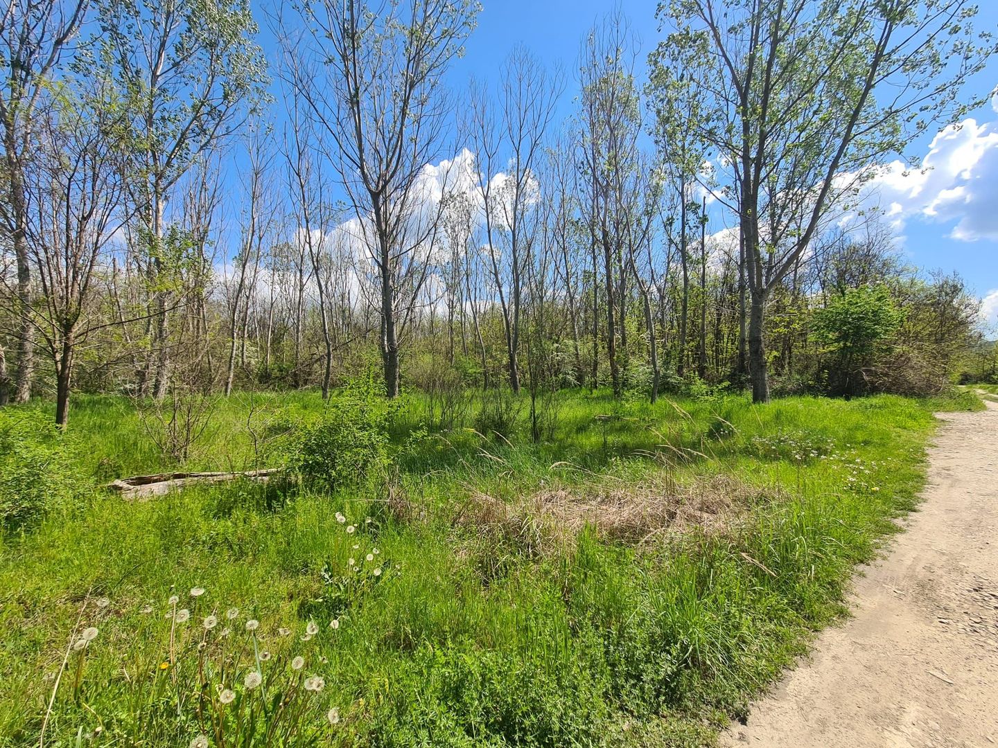 Teren de vanzare / Dem Radulescu - Poză 8