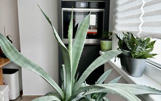 Garsonieră premium 40 mp, zona Arcul de Triumf, vedere spre gradina - Poză 5