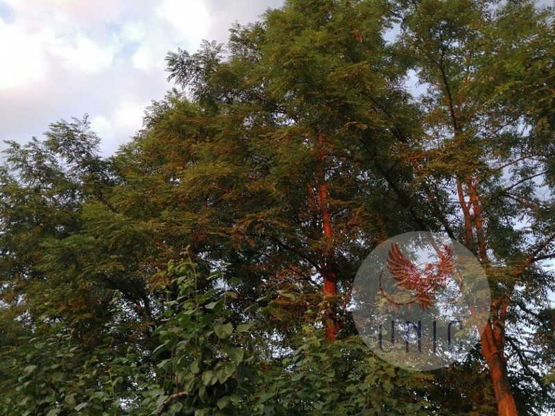 Casa 4 camere, Prejba - Poză 13