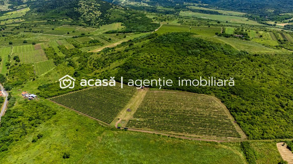 PRET REDUS Oportunitate de afacere, Teren cu vita de vie - Poză 3