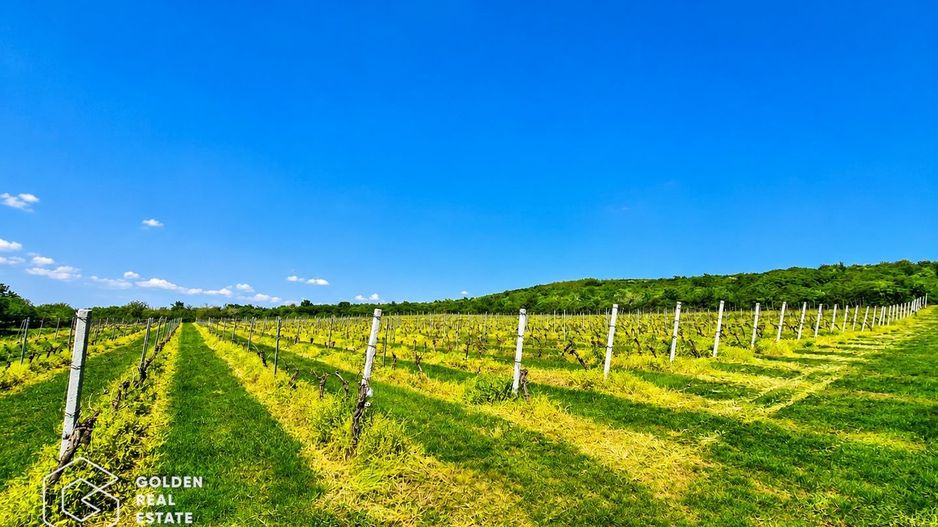 1,35 hectare vie pe rod (Cabernet si Merlot), Siria - Poză 5