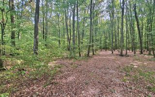 Ocazie!! Vanzare teren - padure, toate utilitatile, Balotesti - Poză 5