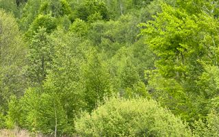 TEREN INTRAVILAN 6680 MP LERESTI ARGES - Poză 8