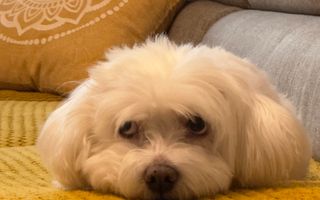 2C Decomandat - 50mp | Metrou Lujerului | Reabilitat | Et Intermediar - Poză 16