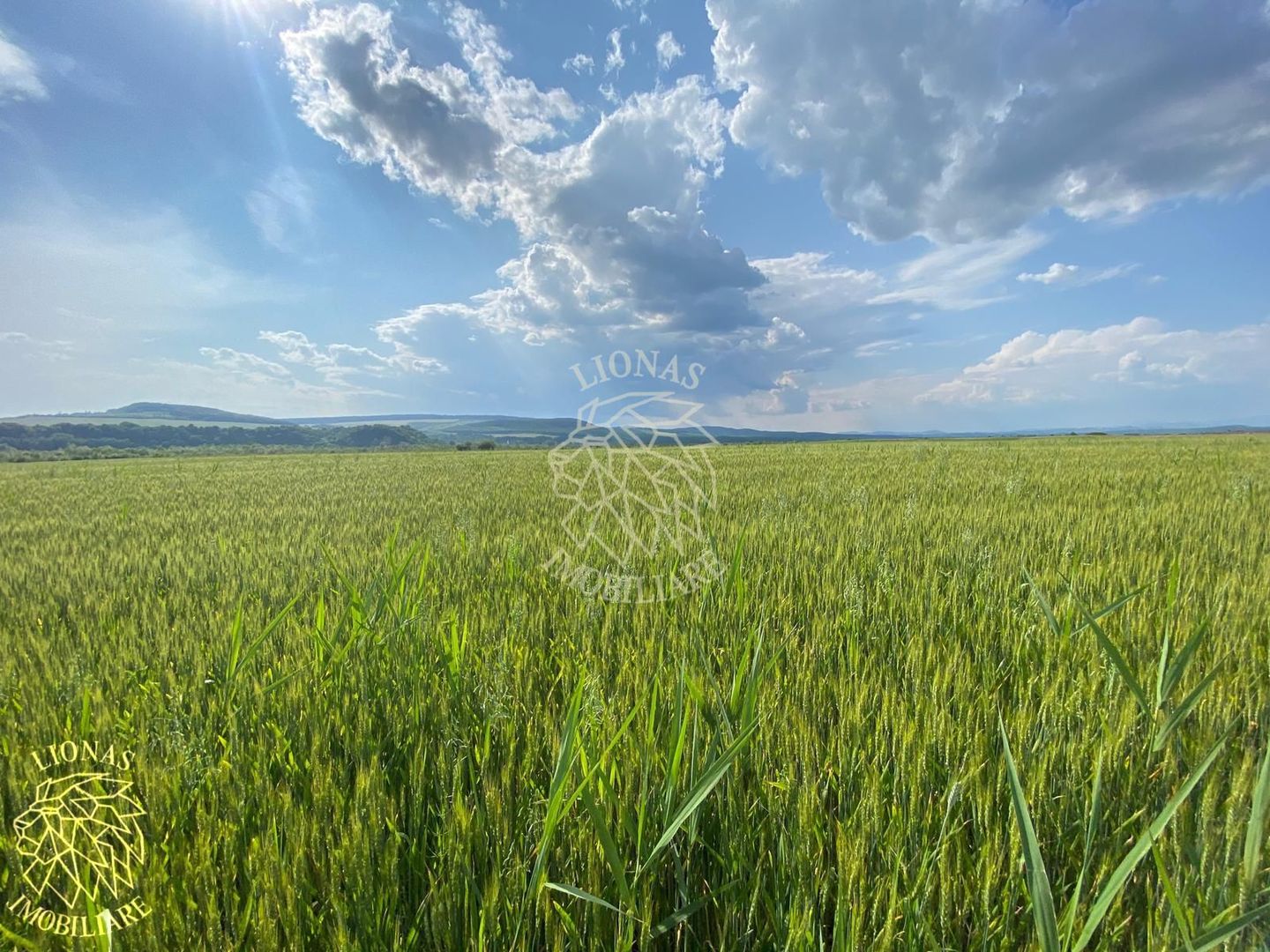 Teren -4.300 mp - Arabil - Chintelnic - Poză 3