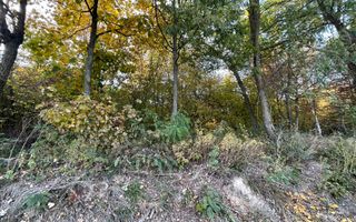 Teren Extravilan, Ciurila, Padurea Faget - Poză 6