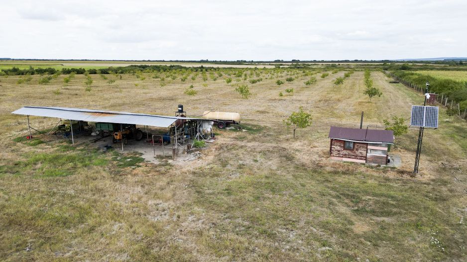 Livadă BIO de nuci de vânzare lângă Cermei - Poză 5