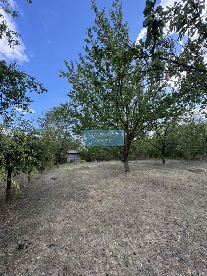 DE VANZARE Teren intravilan Comuna Daia,Jud Giurgiu - Poză 4