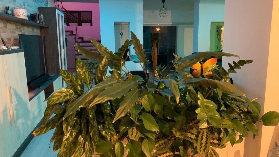 Balotesti vila de lux 8 camere, 450mp utili, la 20 min de Bucuresti - Poză 11