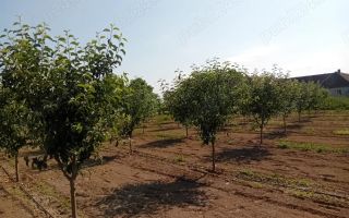 Vand/Schimb Livada Belint 16000mp - Poză 3