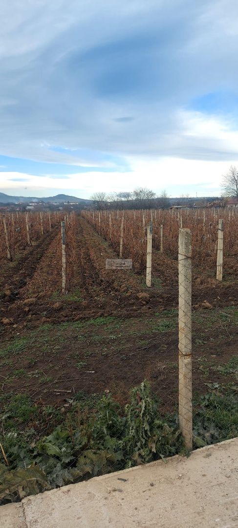 Teren/Loc de casa/Tamboesti - Poză 2