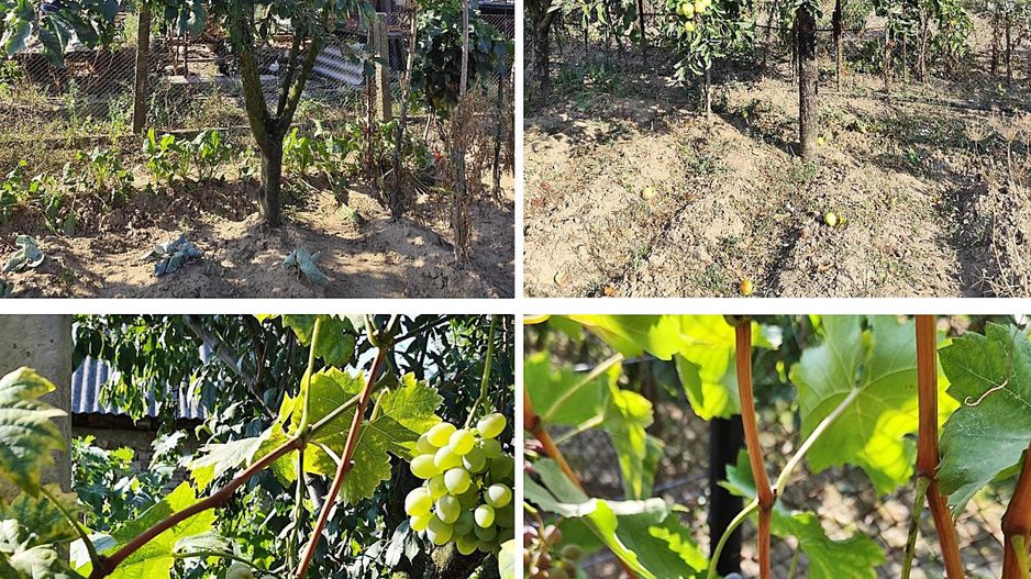 Casa la tara in Sacadat, Bihor, teren 2826 mp, acces auto - Vanzare - Poză 19