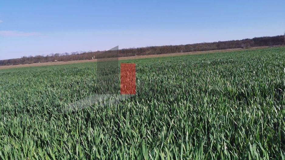 10 000 mp SNagov, langa Autostrada si Padure - Poză 3