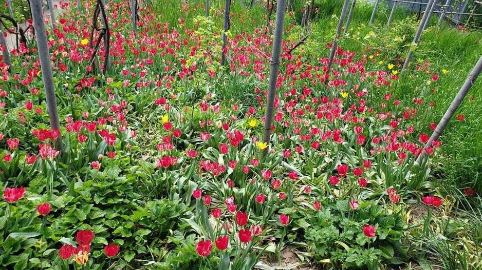 teren de vanzare 807 mp - Poză 6