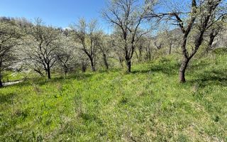 Teren 2500 mp Sohodol - Poză 12