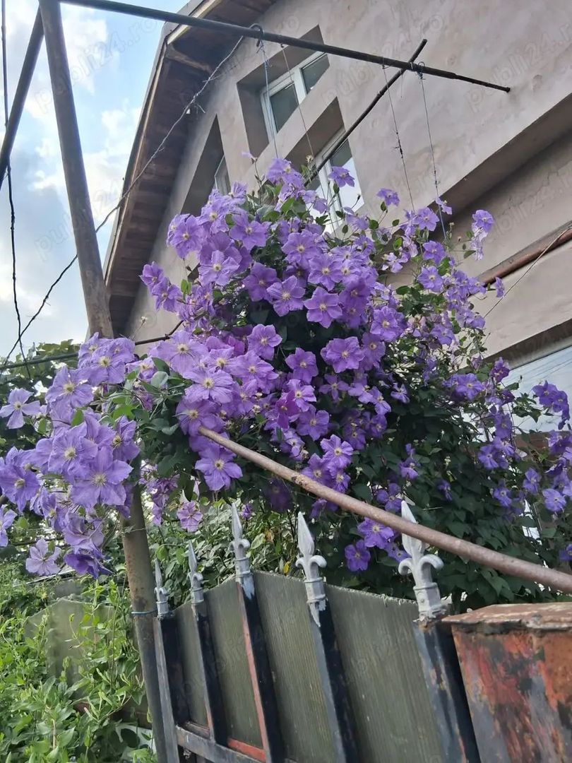 casă în Dascălu, IF - Poză 3