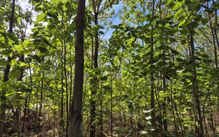 Casa P+1 din lemn - Mihailesti - Poză 25