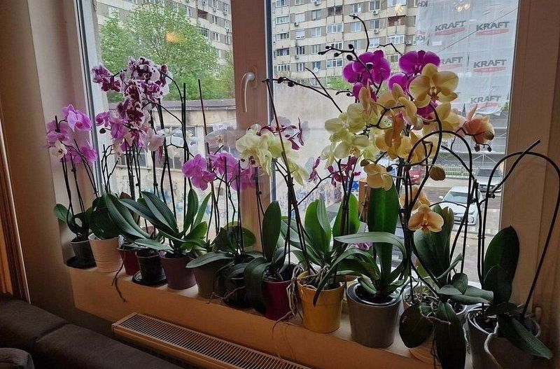 Vanzare apartament 4 camere Rahova - Dumbrava Noua - Poză 2