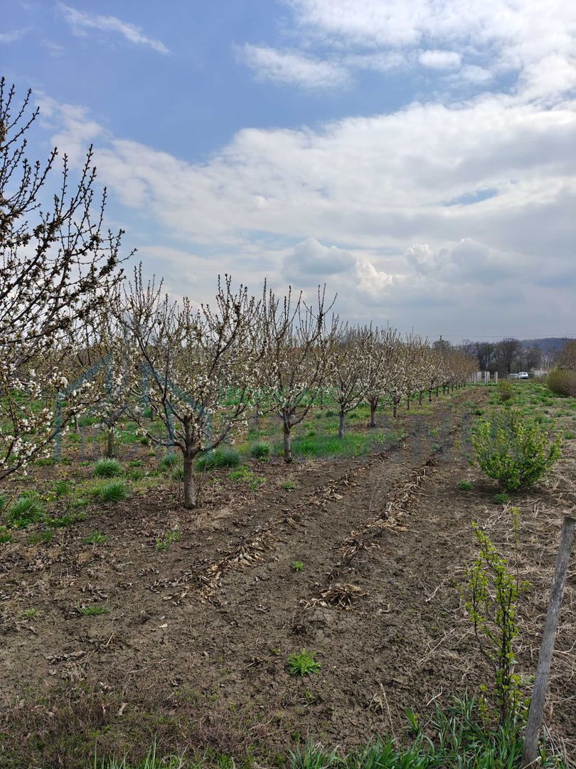Teren intravilan de 5800 mp, sat Mădârjesti (lângă Sârca) - Poză 2