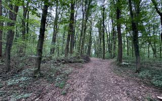 46644 mp teren in Padurea Baneasa proiect exclusivist - Poză 6