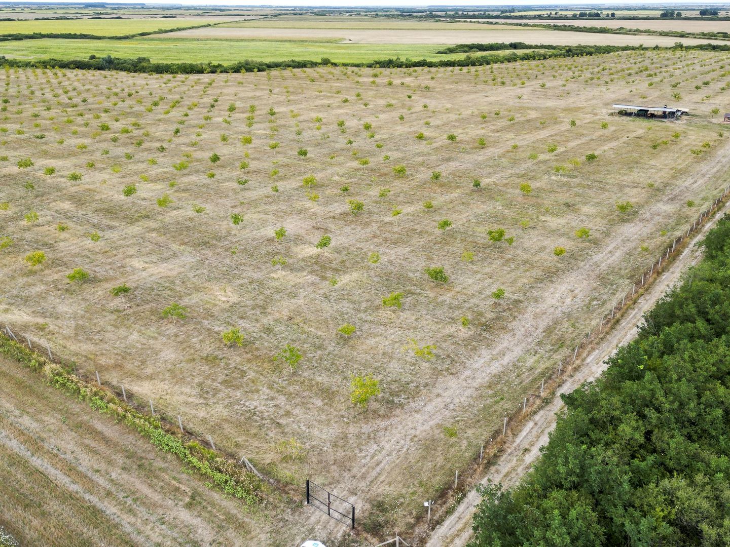 Livadă BIO de nuci de vânzare lângă Cermei - Poză 7