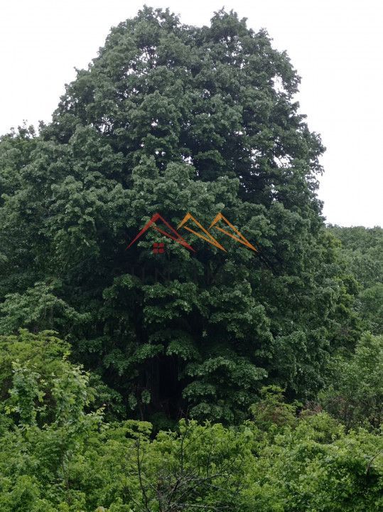 Teren 2500 mp, acces drum asfaltat, Bustenari, Telega Prahova - Poză 5