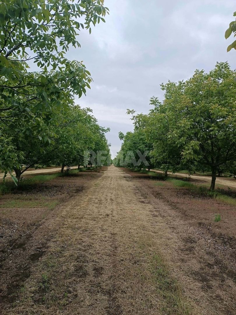 LIVADĂ DE NUCI – 24,5 HA | ȚÎNȚĂRENI, ANENII NOI - Poză 4