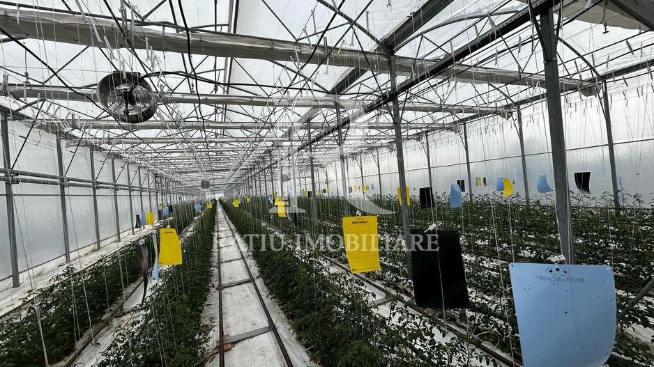 Complex agroindustrial de închiriat | Sere 3.300 mp - Poză 3