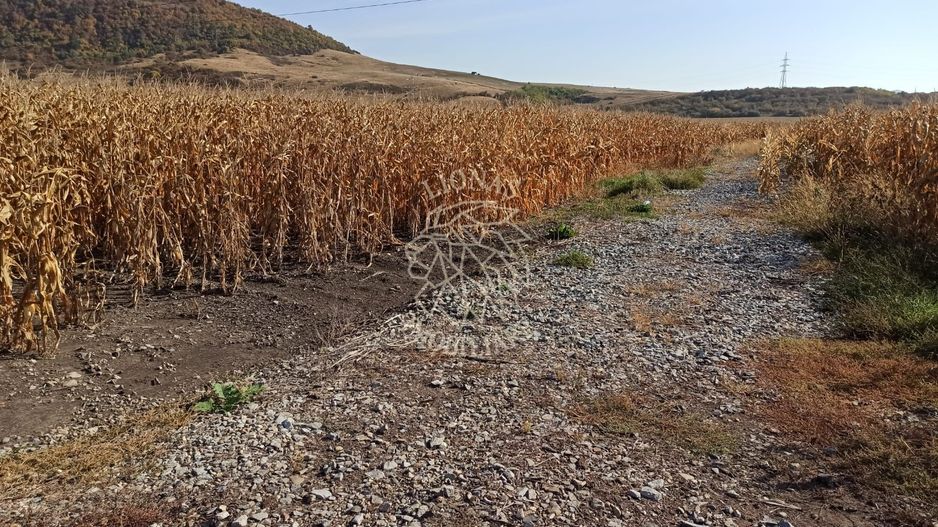 Teren 4606 mp-ideal investitie-Sarata - Poză 5