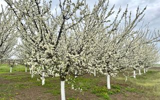 Livada+gradina, teren intravilan 2902mp, Damienesti-Bacau, comision 0 - Poză 1