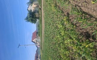 Teren de 6500 mp pentru construcție casă, Popesti - Poză 1