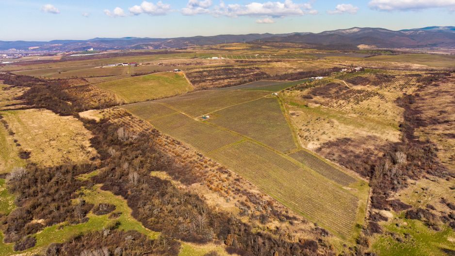 Plantație Bio de mure și zmeură  26,4 ha în Lipova - Poză 10