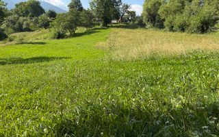 Teren Sohodol 5000 mp - Poză 5