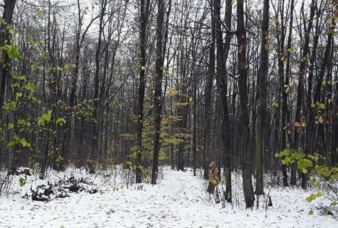 teren intravilan agricol Voluntari Ilfov - Poză 5